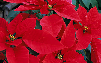 Poinsettia aesthetic, Mobile , Floral elegance, Festive dcor HD wallpaper