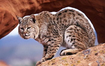 Bobcat, animal, wildlife, cat, wild HD wallpaper