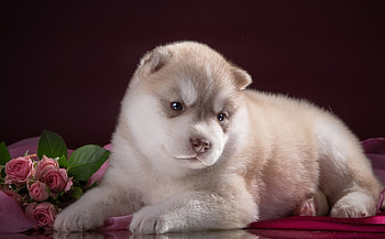Puppy, dog, sweet, animal, white, cute, husky, flower, red HD wallpaper