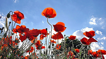 Preview poppies HD wallpaper