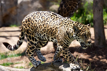 Animals, Cheetah, Predator, Big Cat HD wallpaper