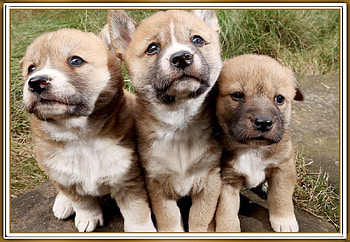 CUTE PUPPIES, CUTE, NATURE, PUPPIES HD wallpaper
