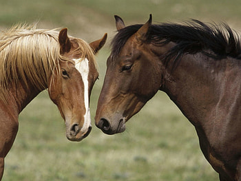 Horses in love, animal, horse, love, , kiss, run, nature HD wallpaper
