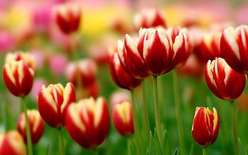 Flowers, Tulips, Close-Up, Flower Bed, Flowerbed, Mottled, Variegated HD wallpaper