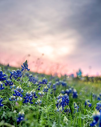 Bluebonnet season, Texas wildflowers, Nature's beauty, Texas landscape HD phone wallpaper