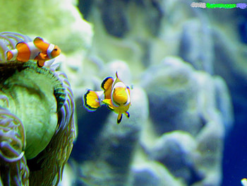 anemonefish, sea, coral, animals, fish, anemo, water, beach HD wallpaper