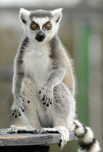 Lemurs graphy, Wildlife diversity, Ring Tailed Lemur, Captivating HD phone wallpaper