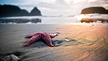 Bokeh Fish Ocean, Sealife Starfish HD wallpaper