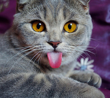 Hmm.......!!!, animal, kitten, cat, funny HD wallpaper