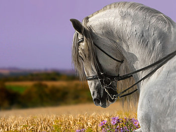 Spring field, spanish, andalusian, horses, grey, field, spring HD wallpaper