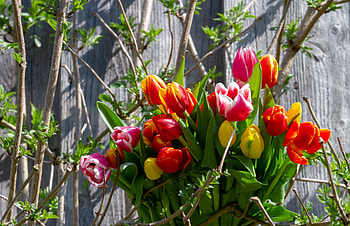 Colorful tulips, colorful, bouquet, pretty, flowers, spring, tulips HD wallpaper