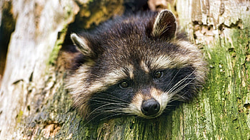 Nature's artist, Chubby cheeks, Furry mischief, Outdoor explorer HD wallpaper