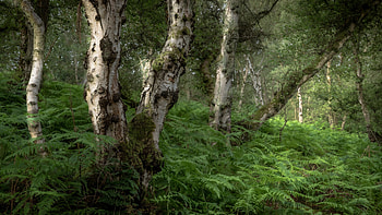 Birch Forest, trees, nature, birch, forest HD wallpaper