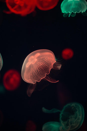Water, Jellyfish, Dark, Glow, Tentacle HD phone wallpaper