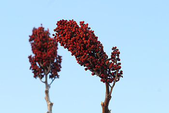 Confidence, blue, autumn, sumac, red HD wallpaper