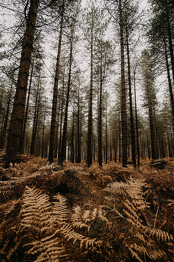 Nature, Trees, Autumn, Pine, Fern, Forest HD phone wallpaper
