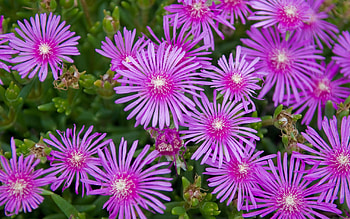 Flowers, Lilac, Plant, Petals HD wallpaper