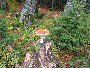 Plants, Mashrooms HD wallpaper