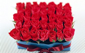 Plants, Flowers, Roses HD wallpaper