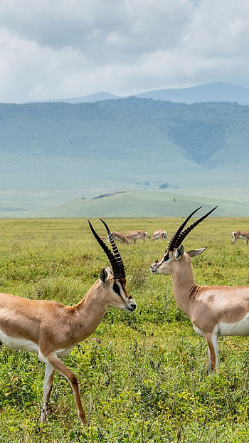 Male Grant's Gazelles, Ngorongoro Crater, Tanzania HD phone wallpaper
