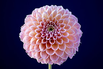 Flowers, Pink, Flower, Macro, Wet, Dahlia HD wallpaper