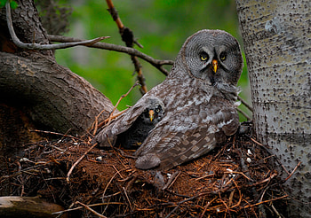 Animals, Owl, Young, Predator, Wings, Joey, Great Gray Owl, Chick, Nestling HD wallpaper
