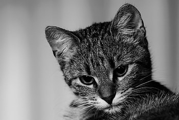 Animals, Cat, Kitty, Kitten, Pet, Grey, Bw, Chb HD wallpaper