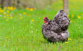 Animals, Flowers, Grass, Field, Hen HD wallpaper