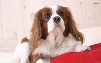 ~Look At That Sweet Face~, dog, white, cocker spaniel, cute, silky coat, long hair, precious, brown, black nose, pet, adorable HD wallpaper