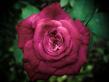 roses arent red, roses, red HD wallpaper
