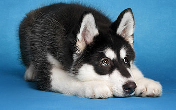 Husky, sweet, dogs, puppies, cute, beautiful, playful, playful dog, puppy, dog face, pretty, animals, face, lovely HD wallpaper