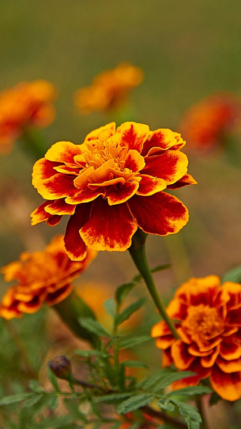 Marigold, Brown HD phone wallpaper