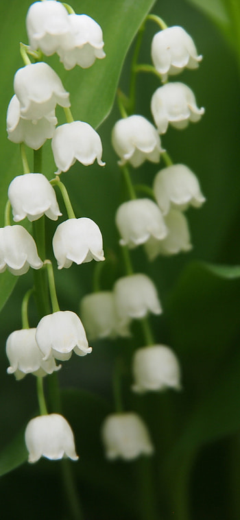 Bellflowers, Nature's beauty, White blooms HD phone wallpaper