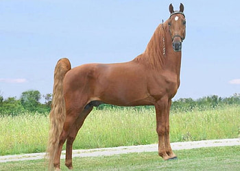 Standing Proud, standing, horse, proud, animals HD wallpaper