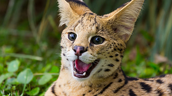 Ocelot, Geoffroy's felis geoffroyi, Nature's wonder, Green animals HD wallpaper