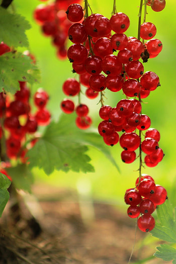 Berries, Currant berries, graphy HD phone wallpaper
