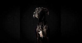 Dog, black, portrait HD wallpaper