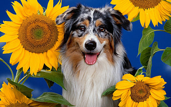*** Dog and sunflowers ***, animal, dogs, flowers, animals HD wallpaper