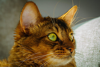 Animals, Cat, Muzzle, Sight, Opinion, Green Eyes HD wallpaper
