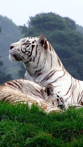 Tiger , White Tigers HD phone wallpaper