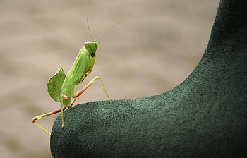Macro, Insect, Mantis HD wallpaper