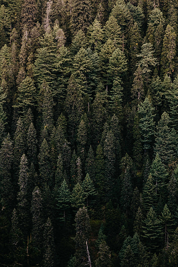 Nature, Trees, View From Above, Forest, Vegetation HD phone wallpaper