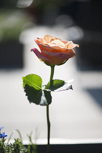 A vibrant orange rose with lush green leaves glowing in sunlight, symbolizing romance and natural beauty. HD phone wallpaper