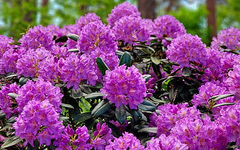 Pink Rhododendrons, Latvia, flowers, pink, rhododendrons HD wallpaper