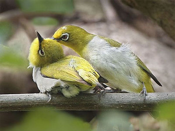 Birds Love, cool, birds, , love HD wallpaper