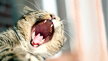 Animals, Cat, To Fall, Mouth, Yawn, To Yawn HD wallpaper