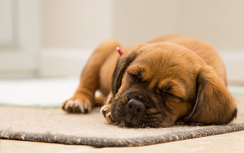 sweet dreams, dog, mat, puppy, canine HD wallpaper