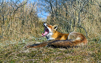 Animals, Grass, Fox, To Lie Down, Lie, Scream, Cry HD wallpaper