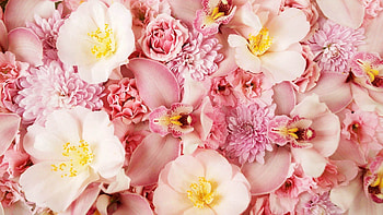 Flowers, Pink, Macro, Petals HD wallpaper
