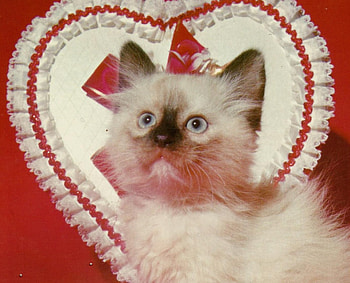 Valentine kitten, kitten, valentine, cute, feline, heart HD wallpaper